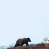 Um enorme grizzly macho caminha pelo Denali National Park, no Alaska